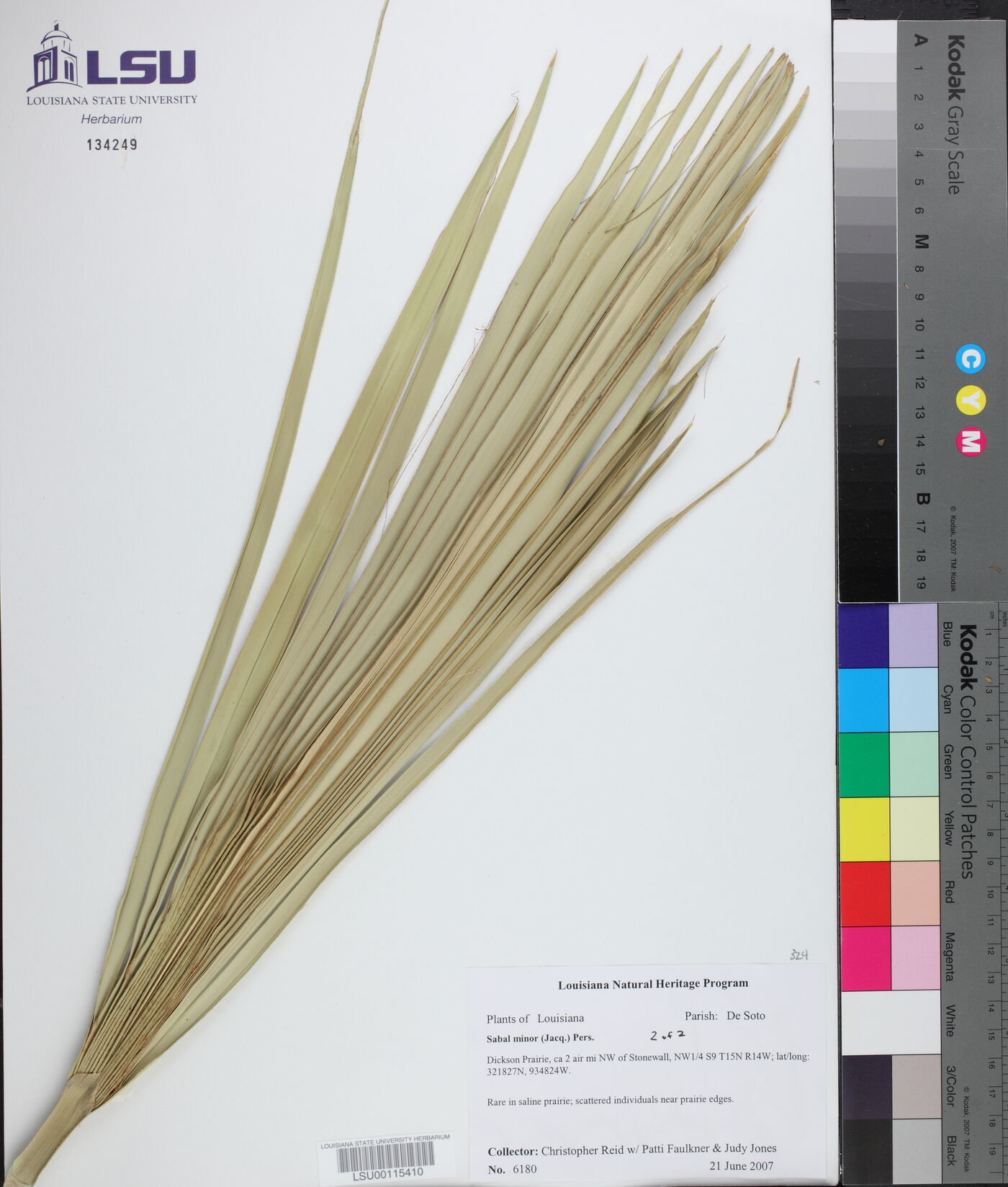 Sabal minor image