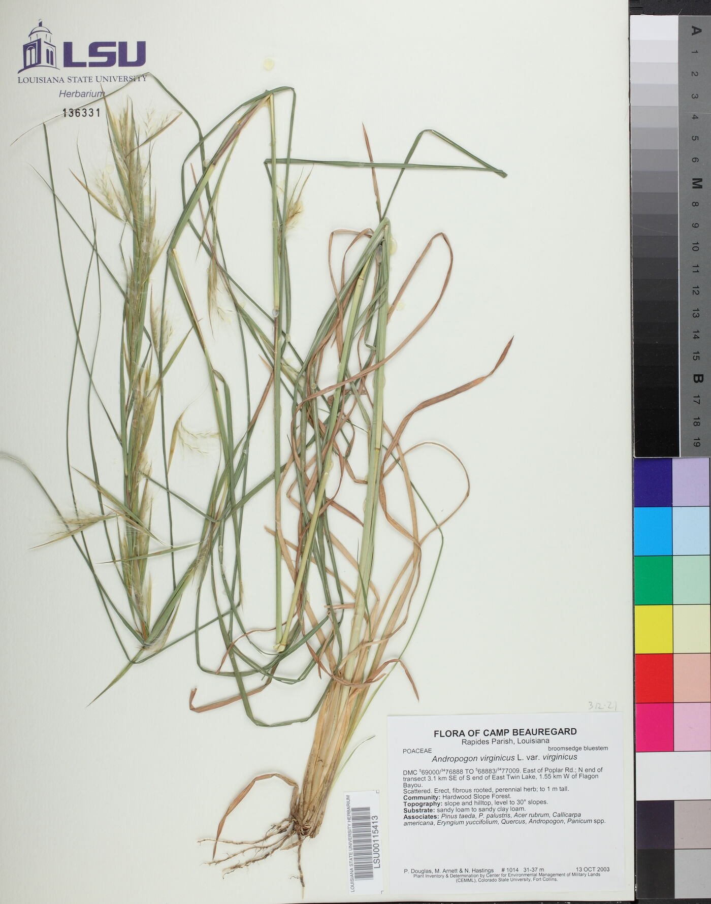 Andropogon virginicus var. virginicus image