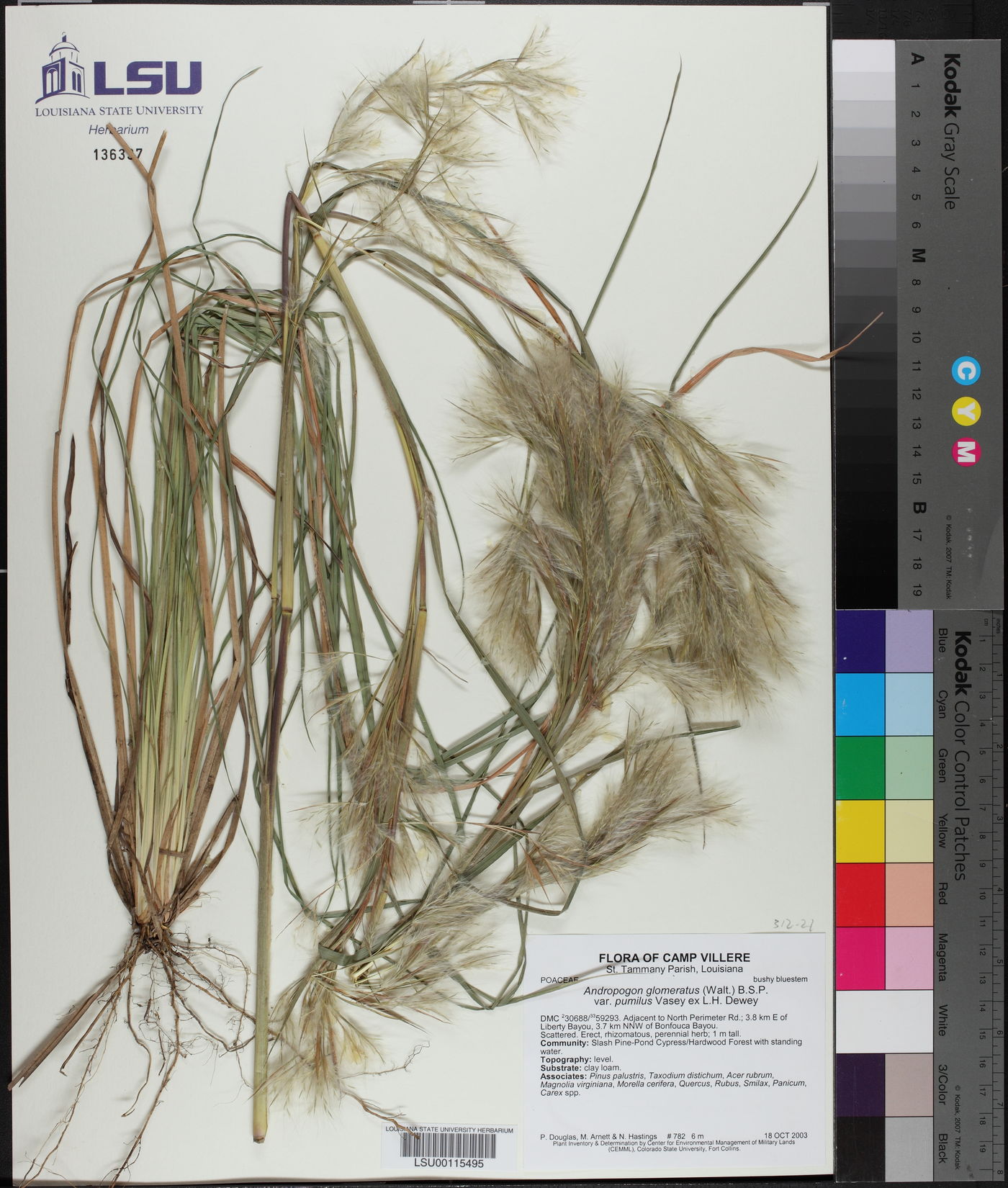 Andropogon glomeratus var. pumilus image