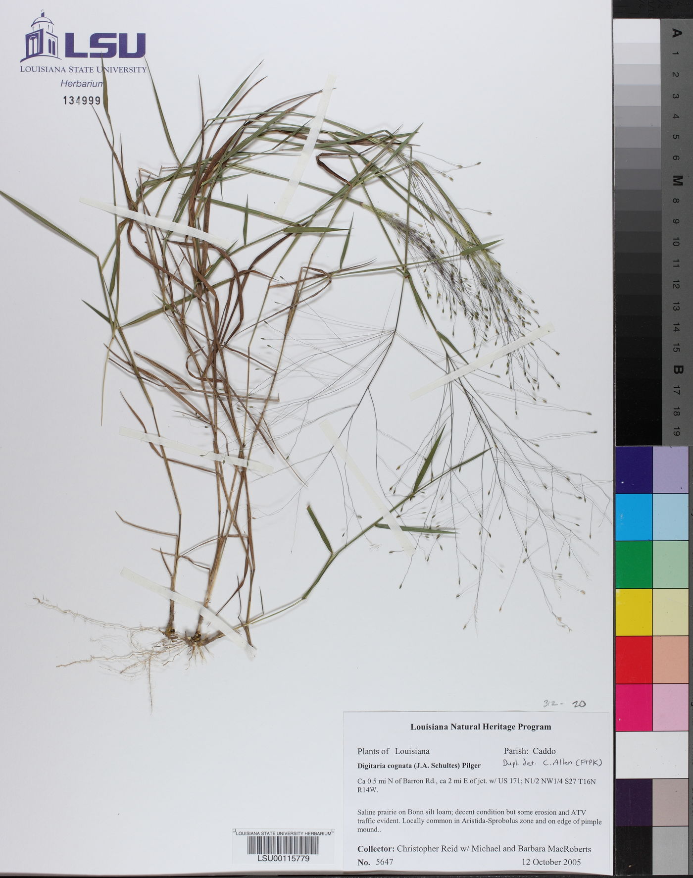 Aristida longespica var. geniculata image