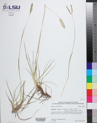 Paspalum notatum image