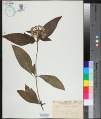Pentas lanceolata subsp. cymosa image