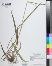 Paspalum urvillei image