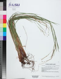 Carex debilis var. debilis image