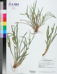 Carex flaccosperma image