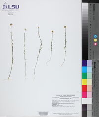 Polygala mariana image