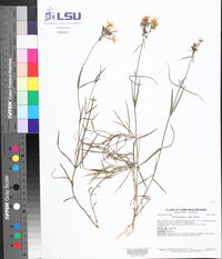 Phlox pilosa subsp. pilosa image