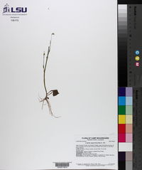 Lobelia appendiculata image