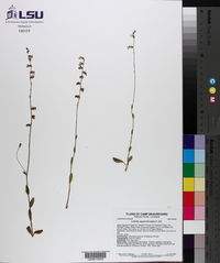 Lobelia appendiculata image