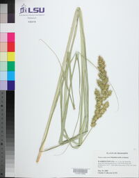 Carex crus-corvi image