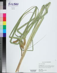 Carex comosa image