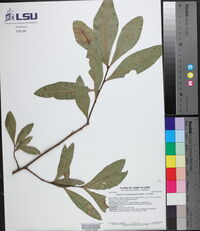 Quercus hemisphaerica image