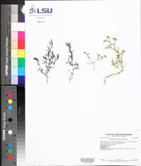 Polypremum procumbens image