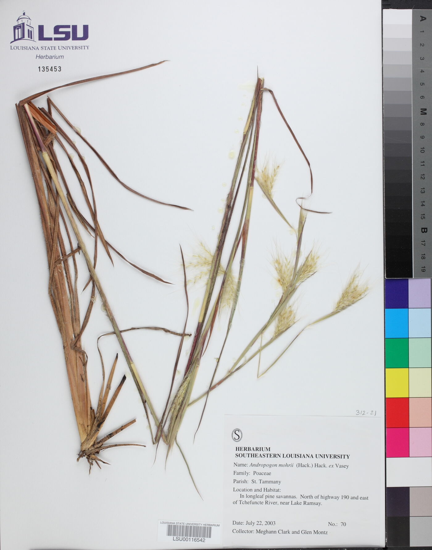 Andropogon mohrii image