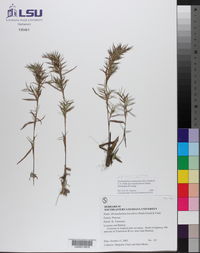 Dichanthelium acuminatum subsp. longiligulatum image