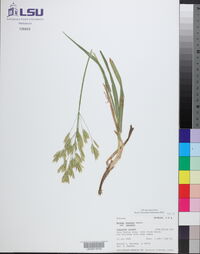 Bromus inermis subsp. inermis image