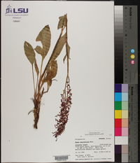 Rumex paucifolius image