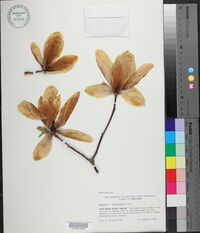 Magnolia x soulangiana image