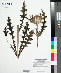 Cirsium horridulum image