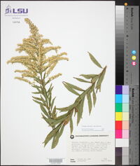 Solidago altissima subsp. altissima image