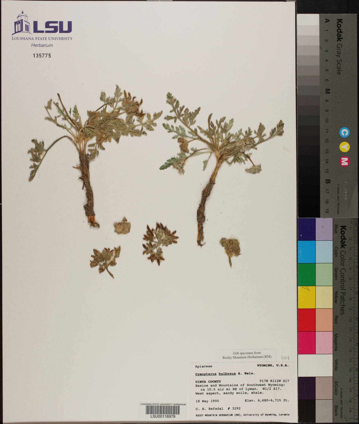 Vesper bulbosus image