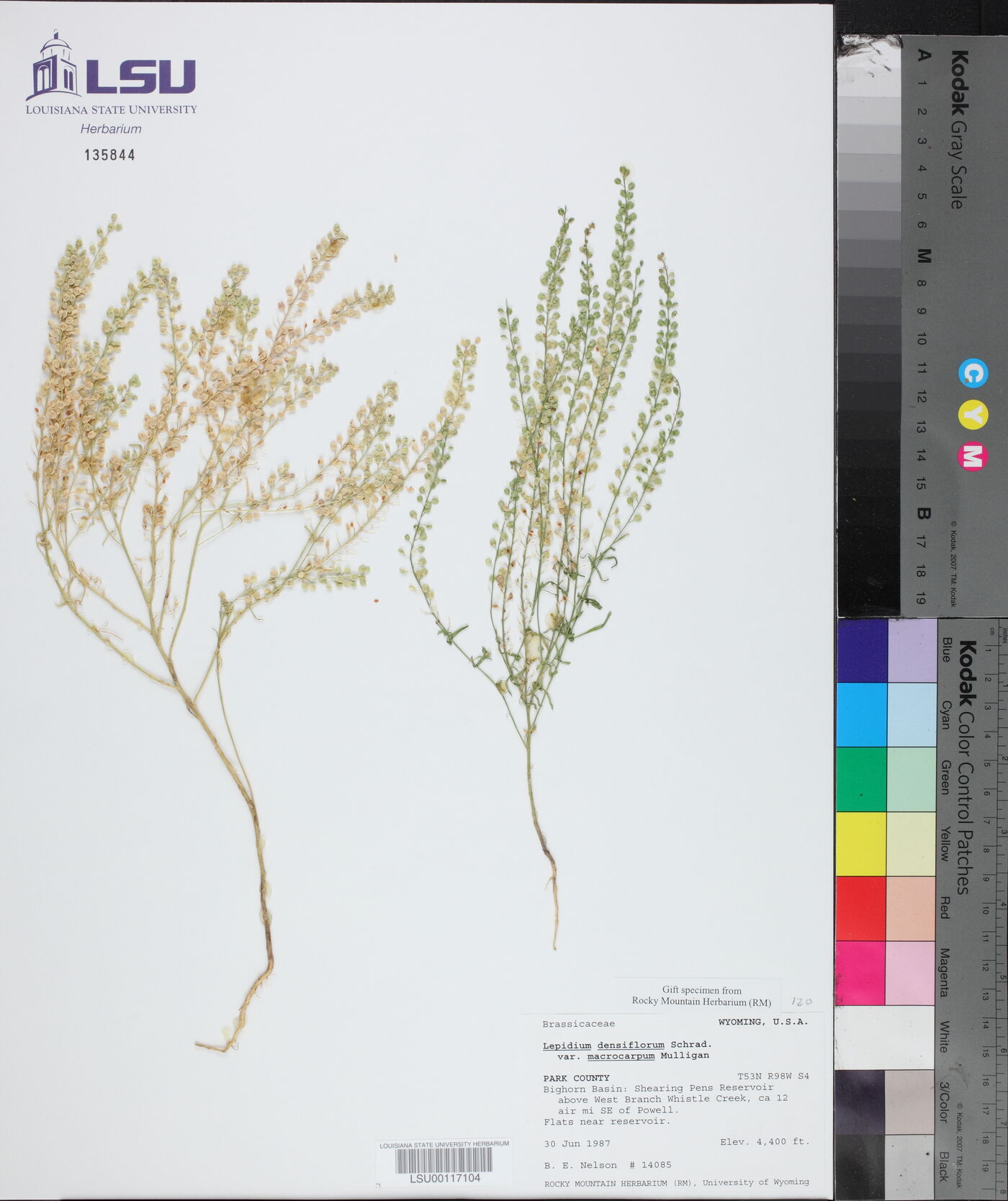 Lepidium densiflorum var. macrocarpum image