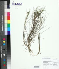 Stuckenia filiformis image