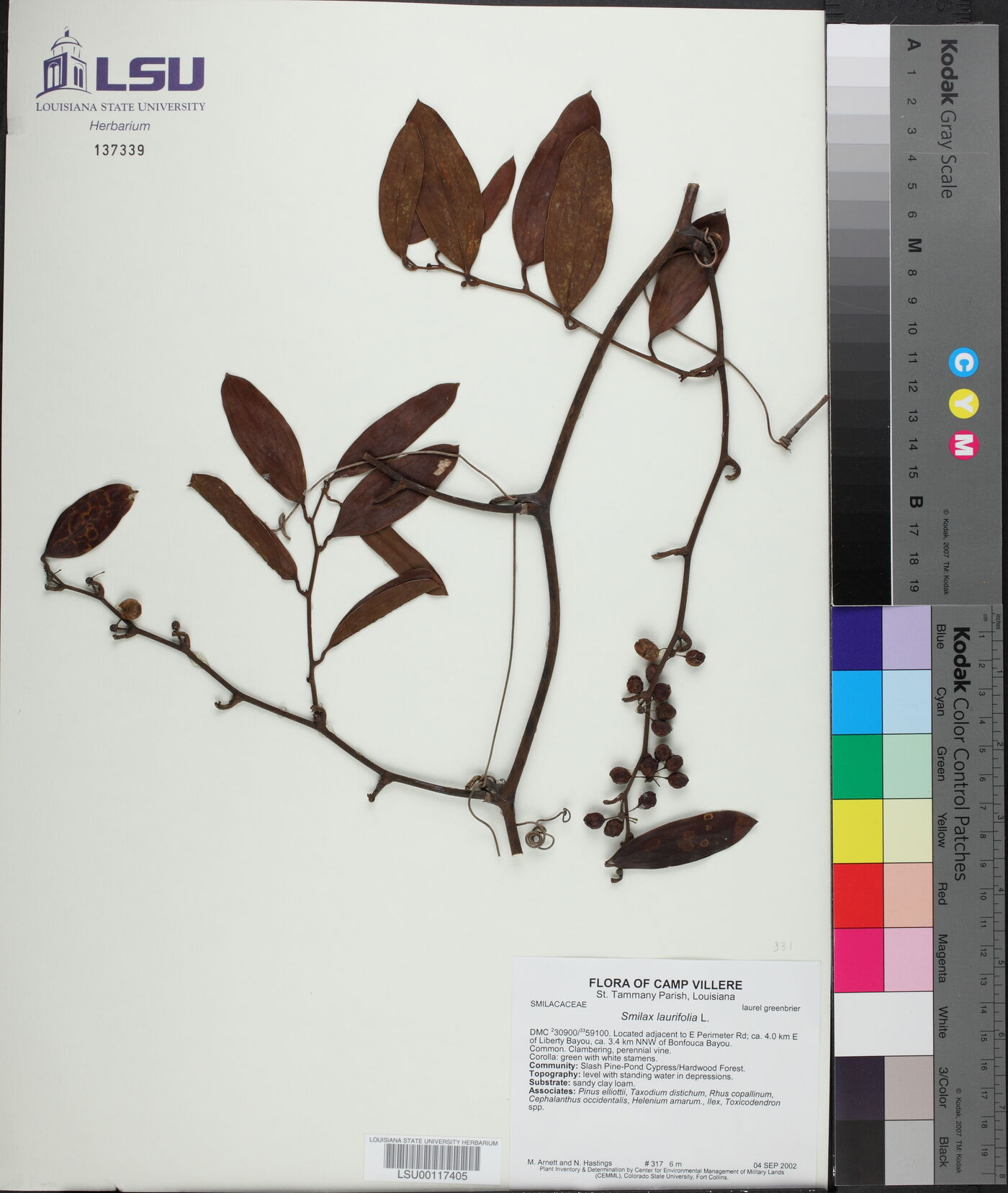 Smilax laurifolia image