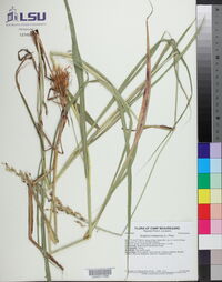 Sorghum halepense image