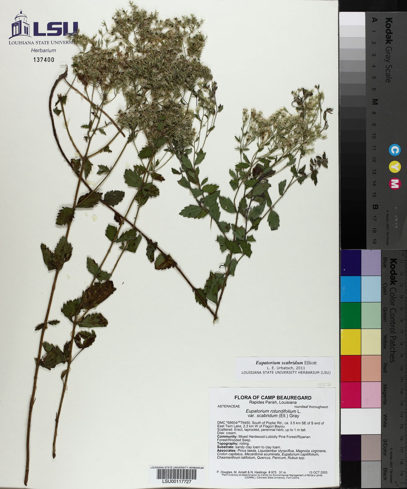 Eupatorium scabridum image