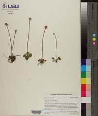 Saxifraga texana image