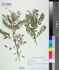 Indigofera suffruticosa image