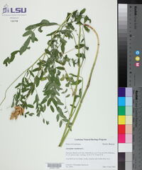 Astragalus canadensis image