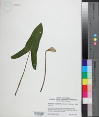 Peltandra sagittifolia image