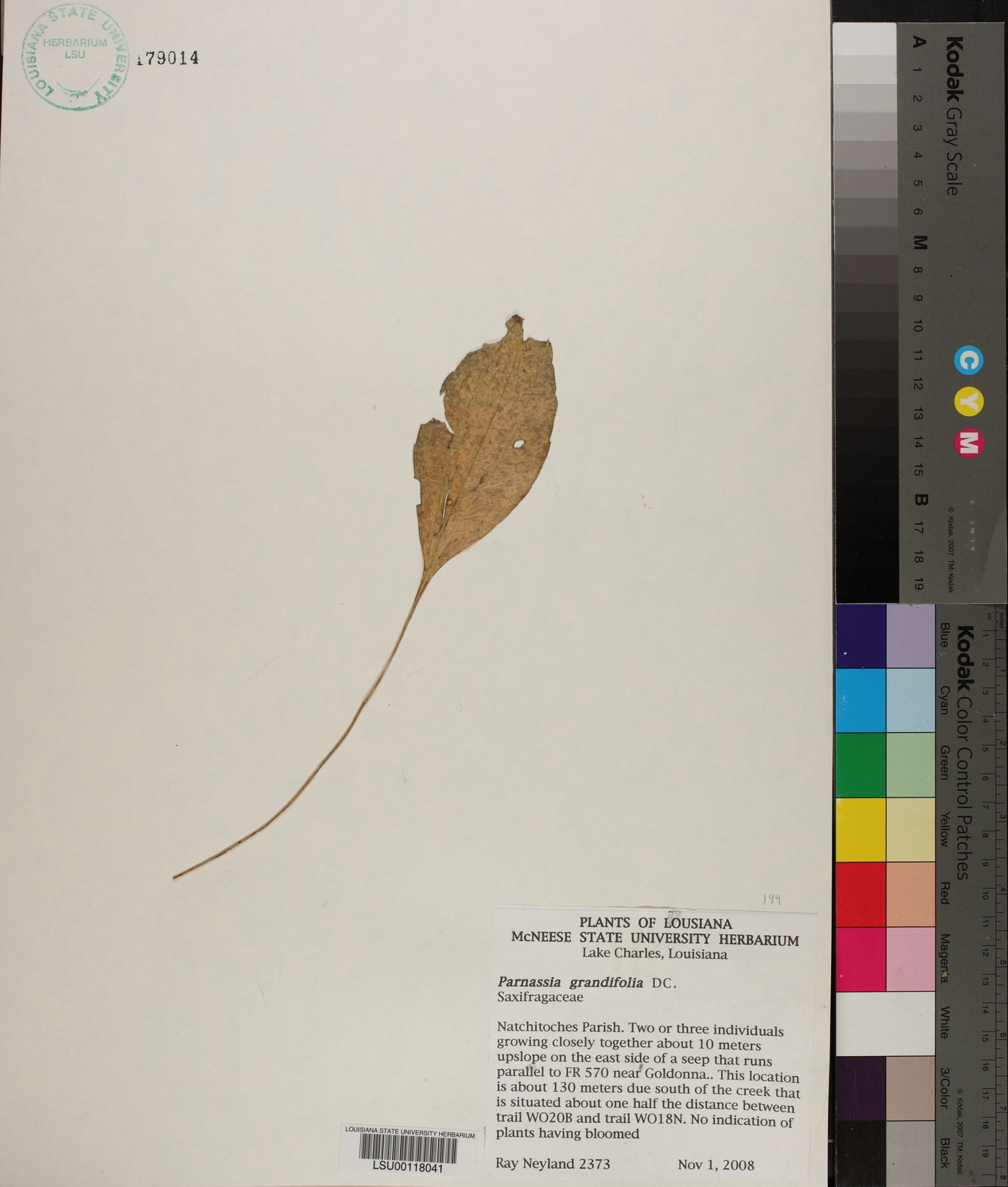 Parnassia grandifolia image