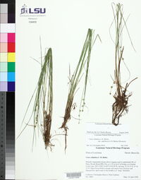 Carex atlantica subsp. capillacea image