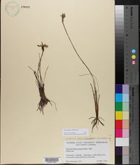 Sisyrinchium albidum image