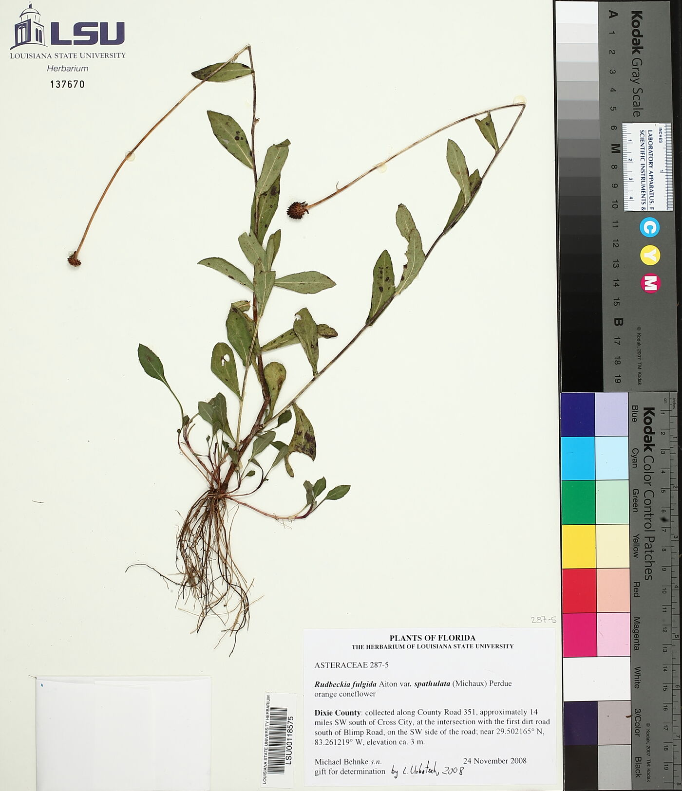 Rudbeckia fulgida var. fulgida image