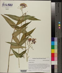 Asclepias rubra image