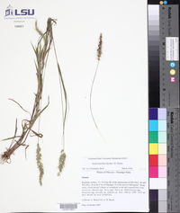 Setaria latifolia image