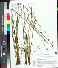 Xyris jupicai image