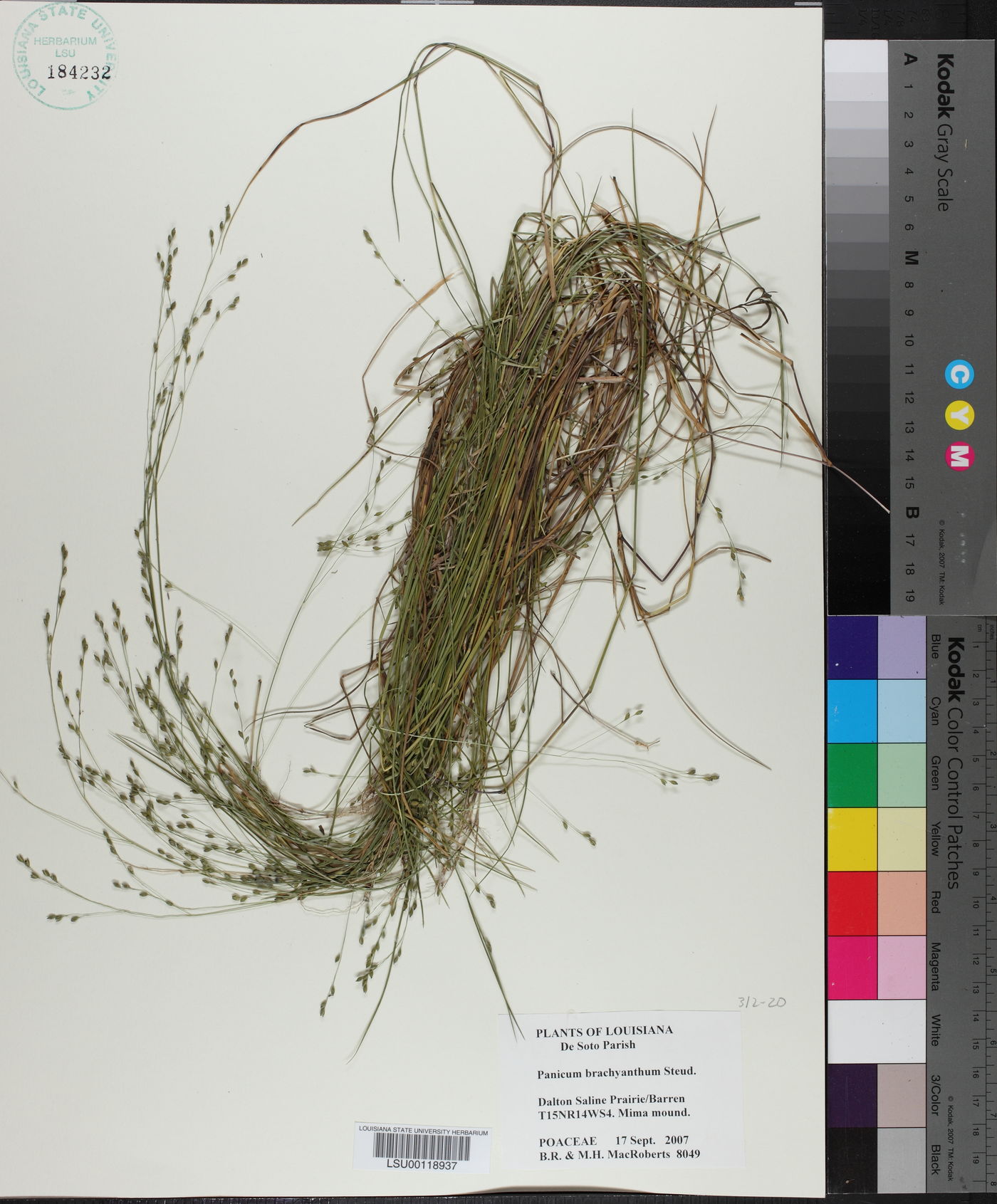 Kellochloa brachyantha image