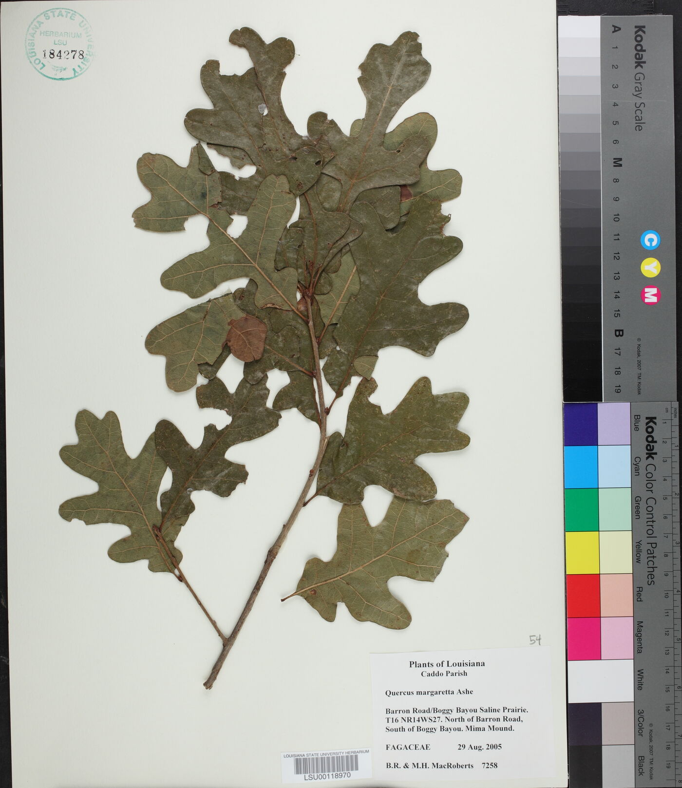 Quercus margarettae image