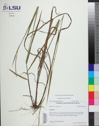 Paspalum setaceum var. muhlenbergii image