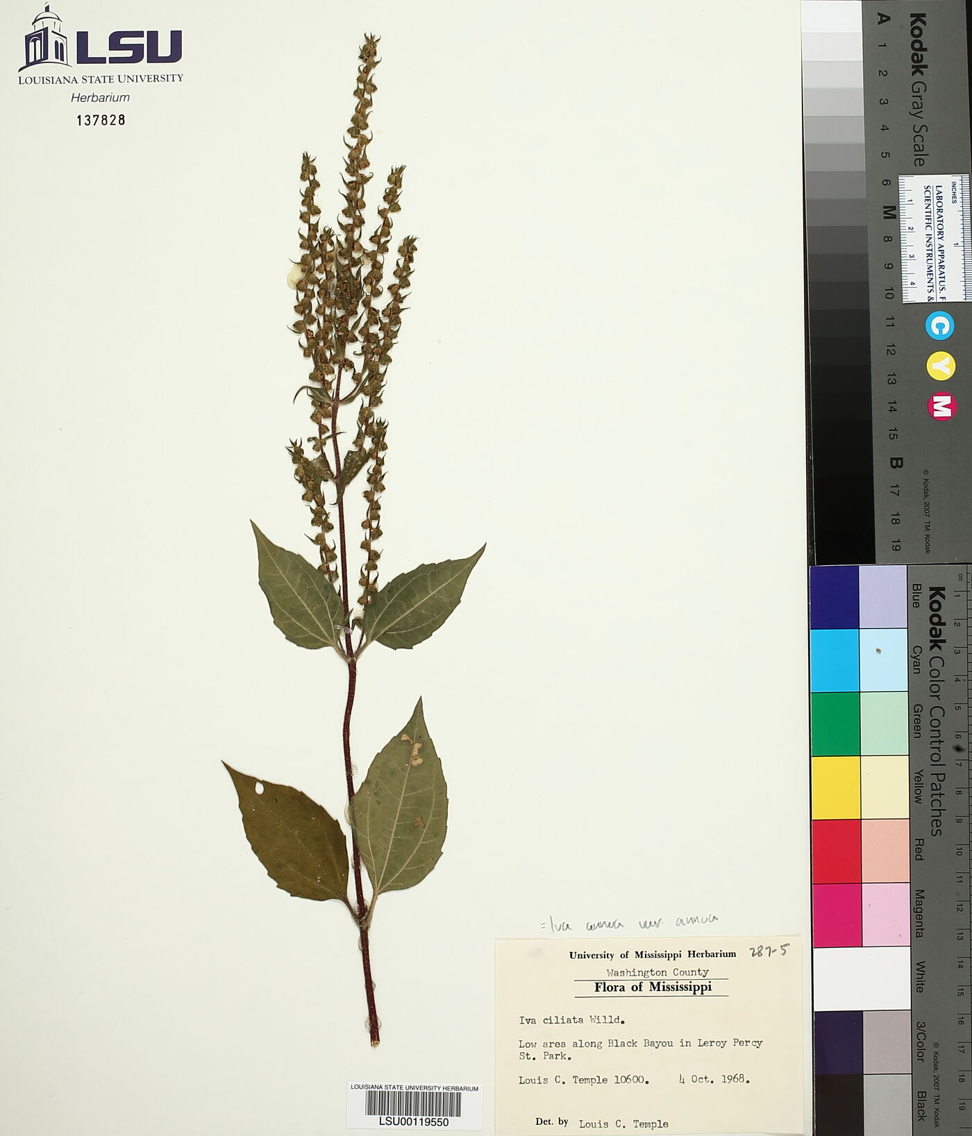 Iva annua var. annua image