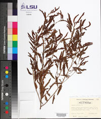 Chamaecrista nictitans subsp. nictitans var. nictitans image