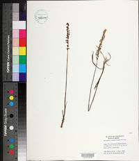 Spiranthes vernalis image