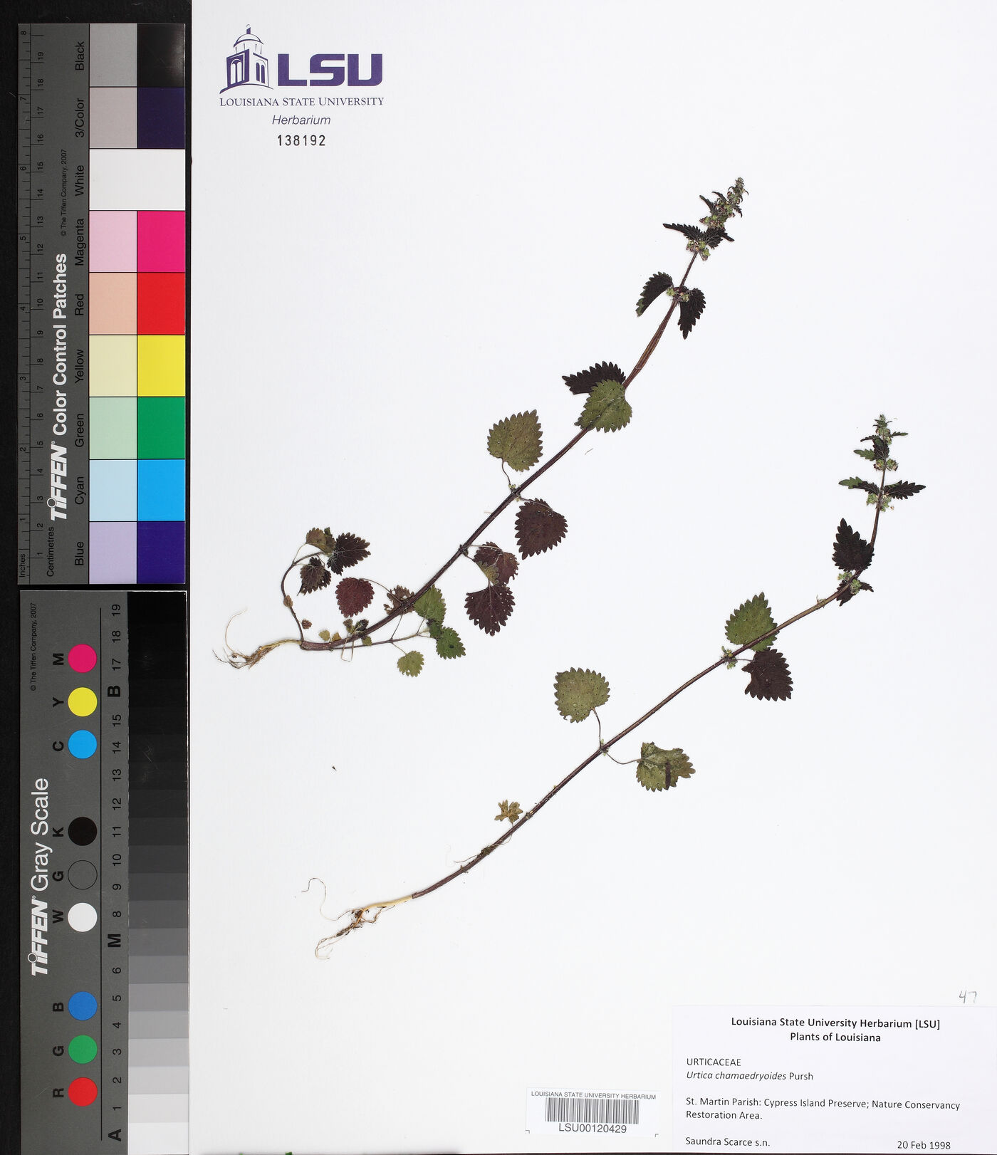 Urtica chamaedryoides image