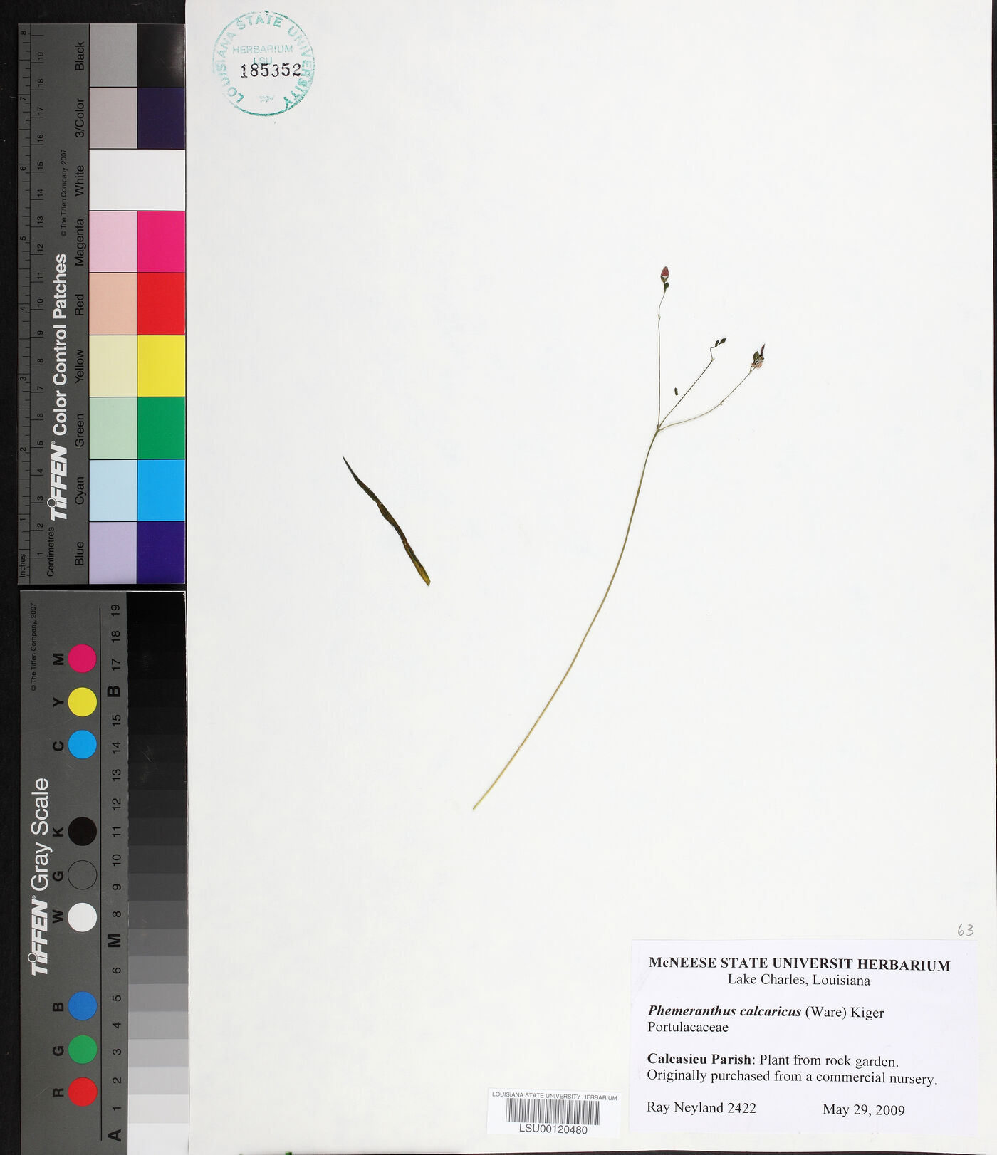 Phemeranthus calcaricus image