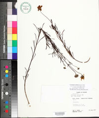 Image of Coreopsis venusta